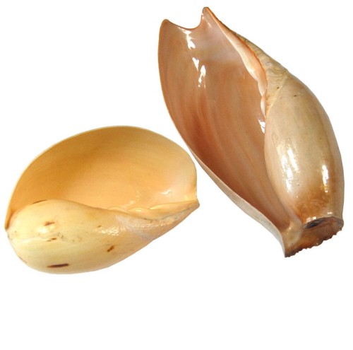 muszle-lak1.jpg
