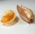 muszle-lak2.jpg
