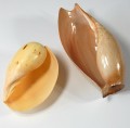 muszle-lak4.jpg
