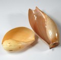 muszle-lak6.jpg