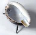 popielniczka-z-muszli3.jpg