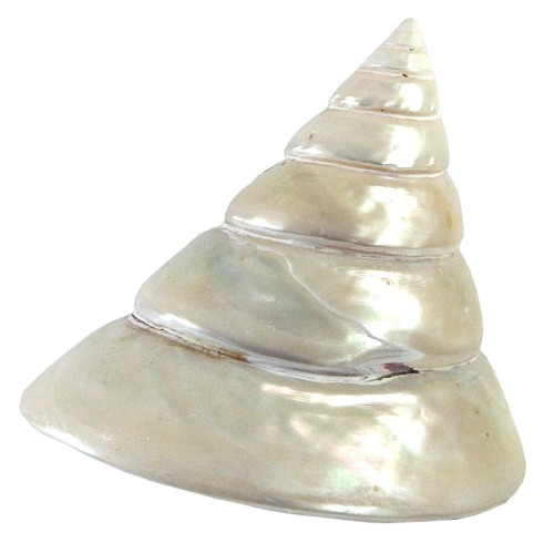 muszla-polerowana1.jpg