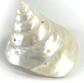muszla-polerowana2.jpg