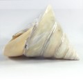 muszla-polerowana6.jpg